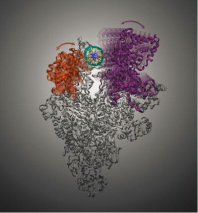 The movement of bacterial RNA Polymerase's Clamp and β-lobe