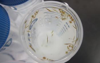 Tiny Marine Plankton