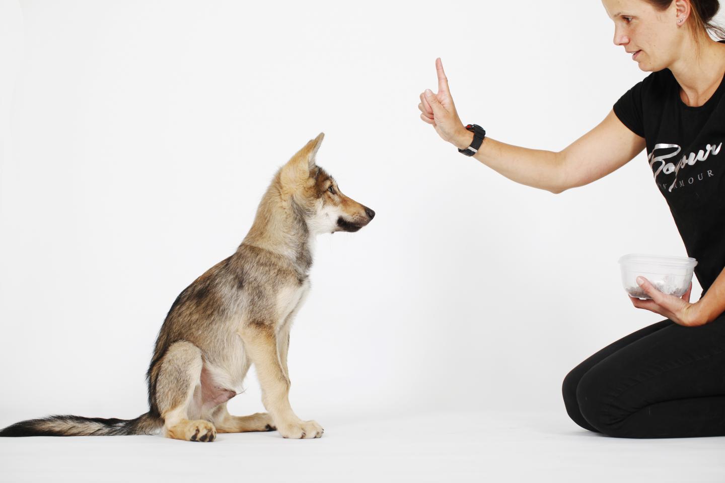 Comparing the Controllability of Young Hand-Raised Wolves and Dogs