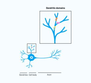 Figure dendritic domains