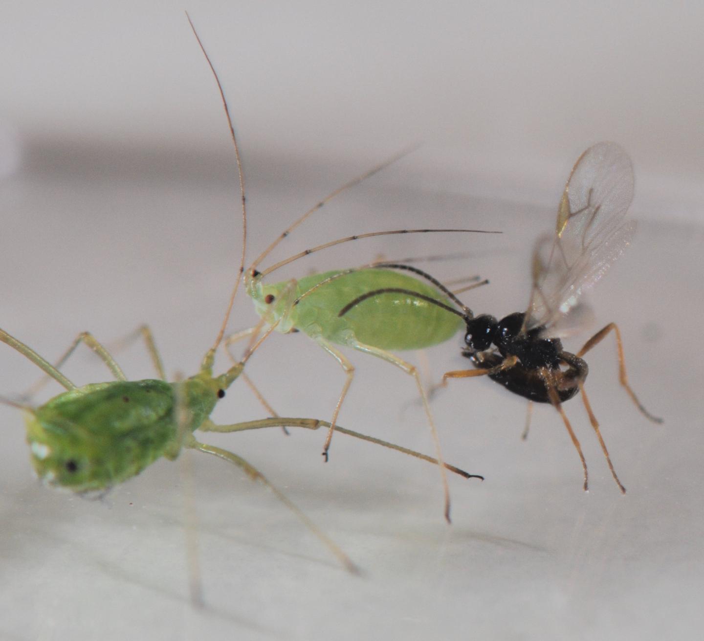 Extinction Can Spread from Predator to Predator, Researchers Have Found