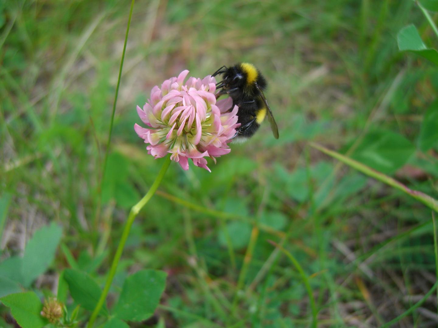 Animal pollination is critical to more than 75% of global food crop types