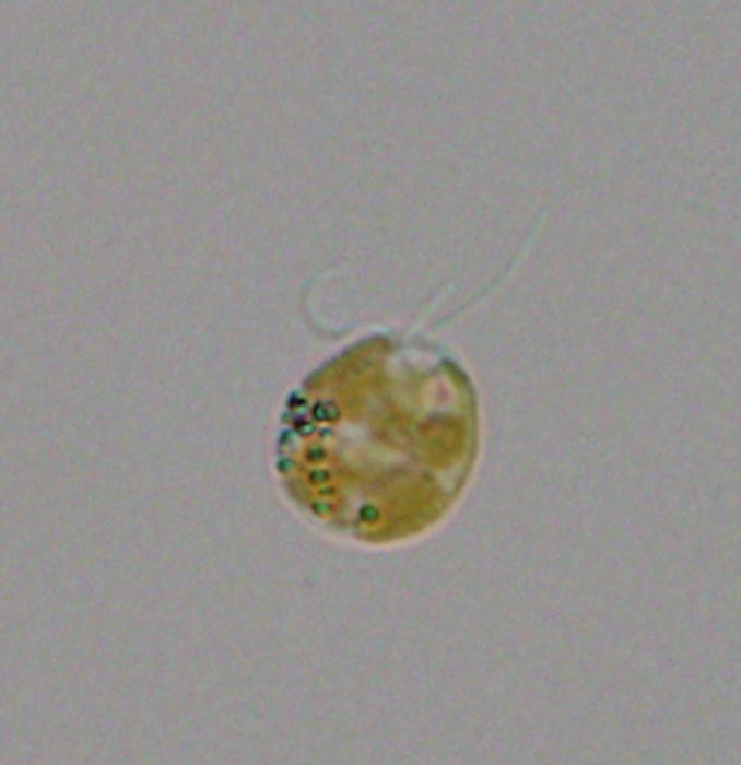 Prymnesium parvum cell