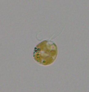 Prymnesium parvum cell