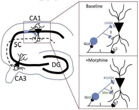 Microcircuitry in the Brain