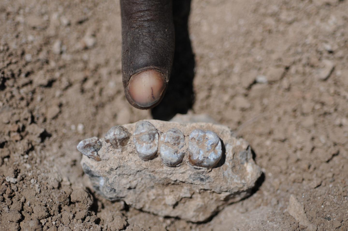 Upper Jaw Fossil of a New Human Ancestor Species from Ethiopia