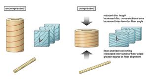 A simplified model of disc compression as a hydrostatic skeleton.