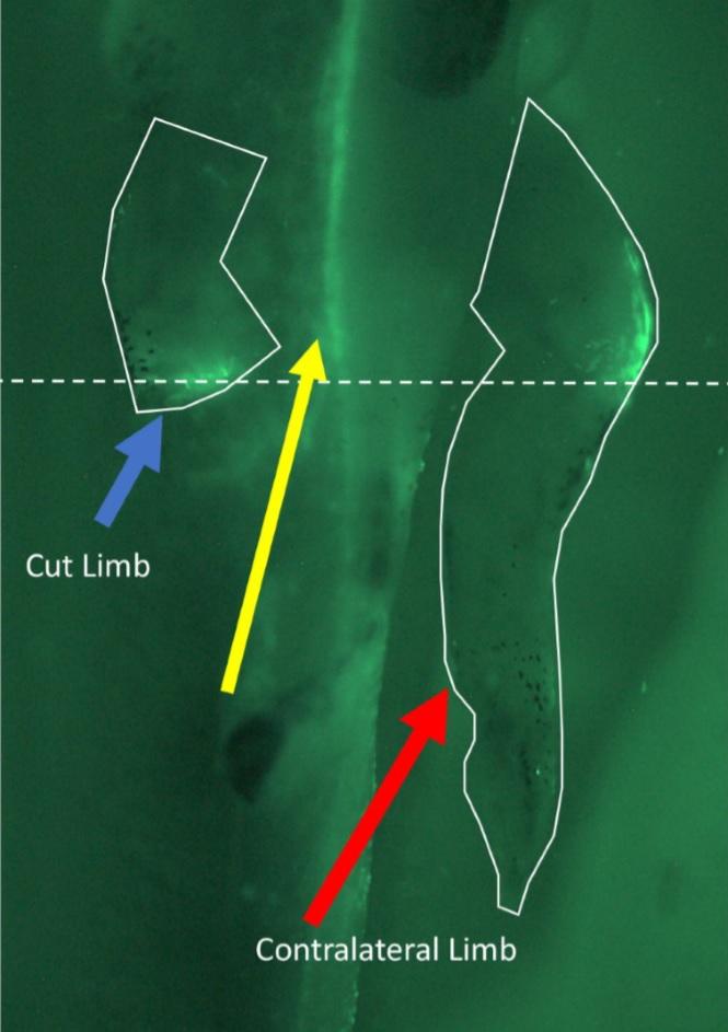 Bioelectric Injury Mirroring