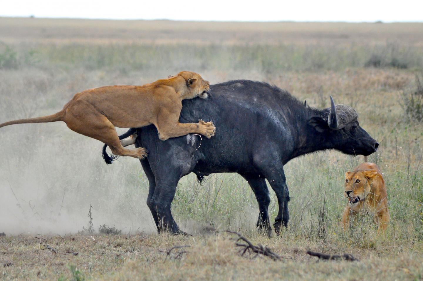 Не связанные с добычей. Лев охотится. Львица охотится. Хищники в дикой природе.