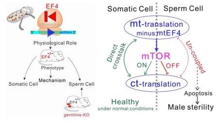 Crosstalk Mechanism Between Mitochondrial Translation and Cytoplasmic Translation