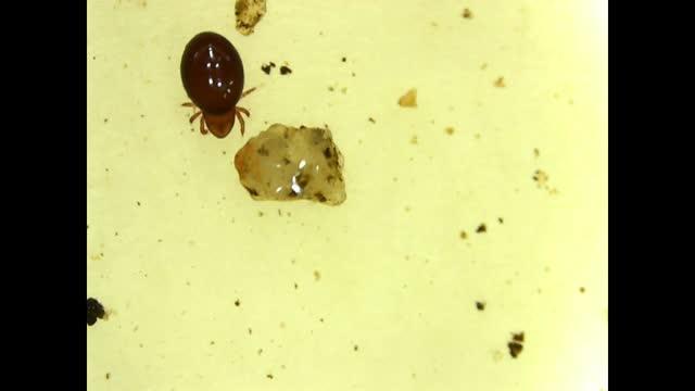 Mite retrieved from feces