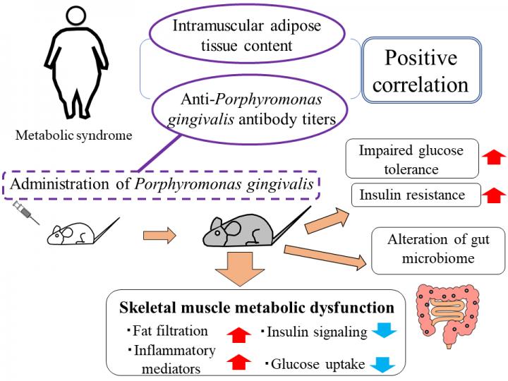 Summary of the study