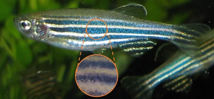 The Zebrafish and Its Striped Pattern