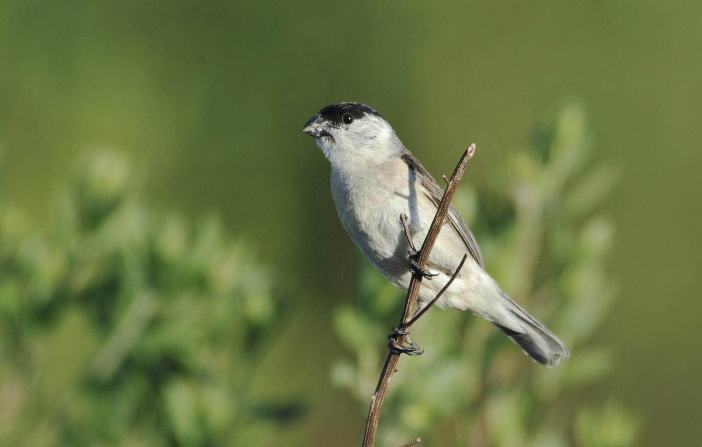 Despite Lack of Genetic Diversity, Why Do Finches Differ in Color? (17 of 18)