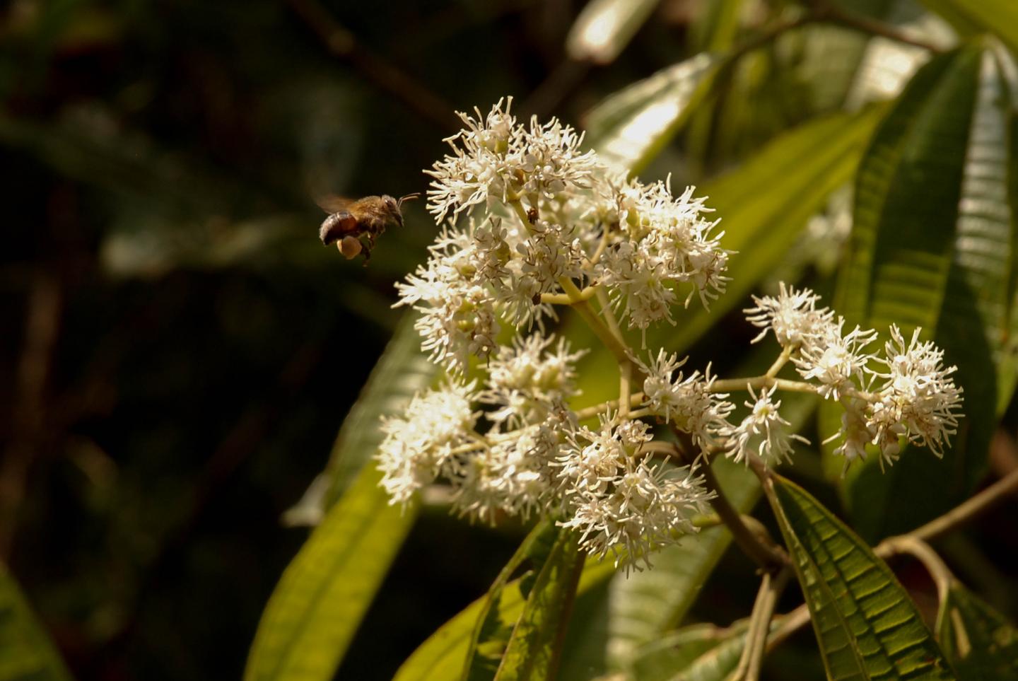 Tiny Bees Play Big Part in Secret Sex Lives of Trees