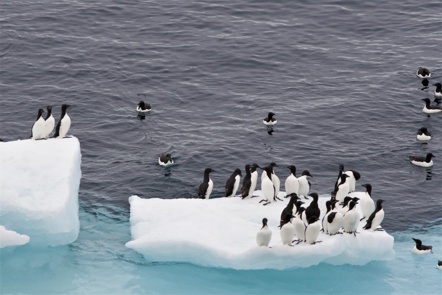 Thick-billed murres near Coats Island in northern Hudson Bay
