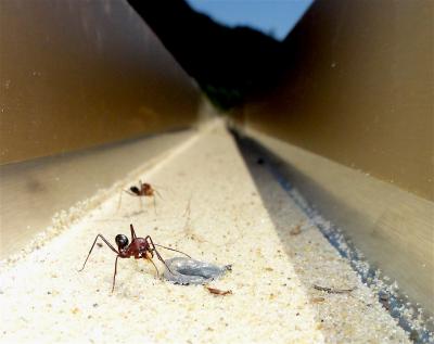Ants Can Learn Vibrational and Magnetic Landmarks