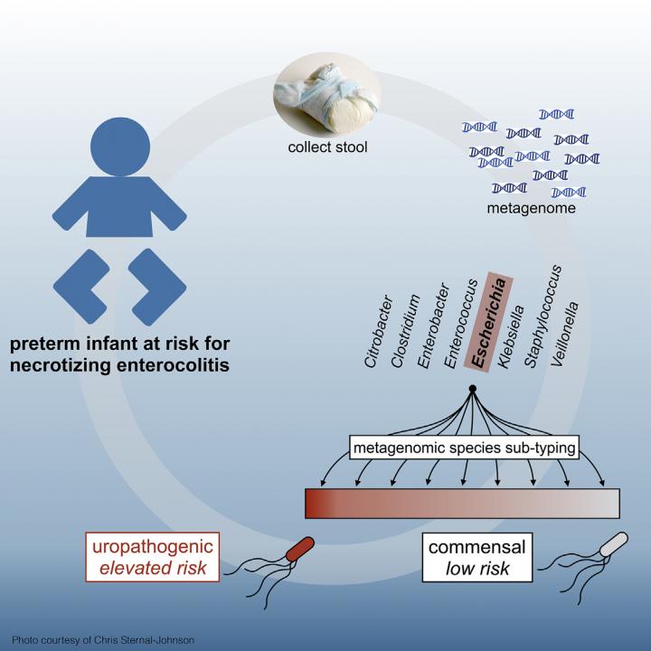 Necrotizing Enterocolitis and Intestinal Colonization