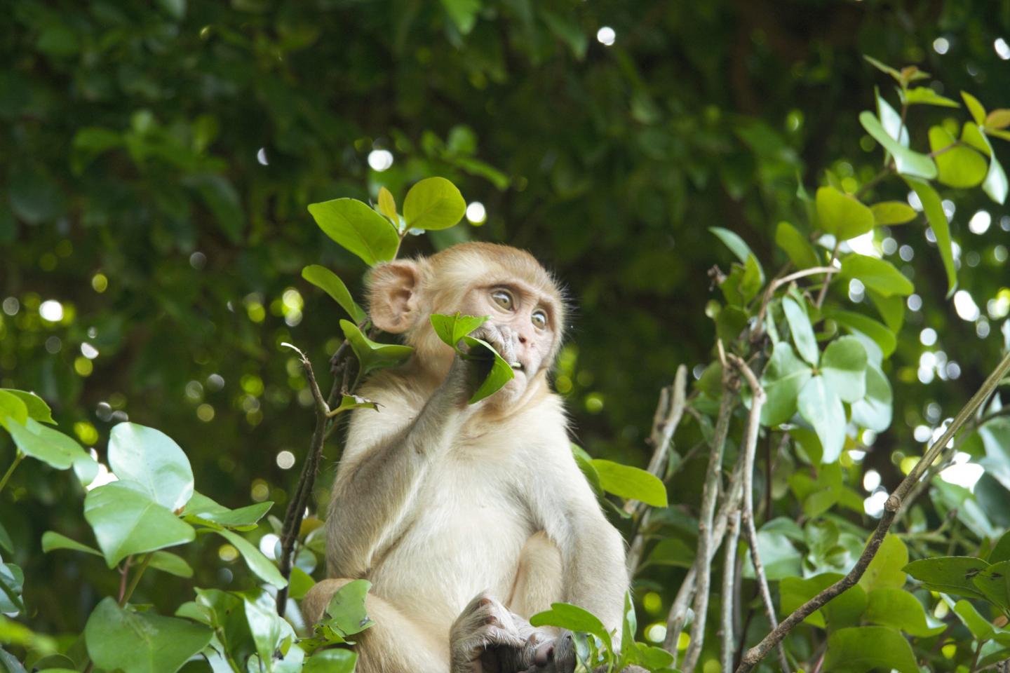 Rhesus Macaque Foraging