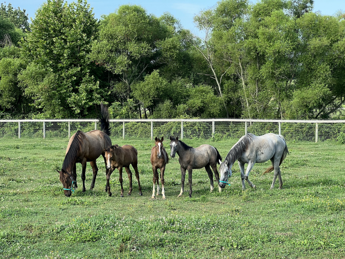 A successful, reproducible way to do IVF in horses