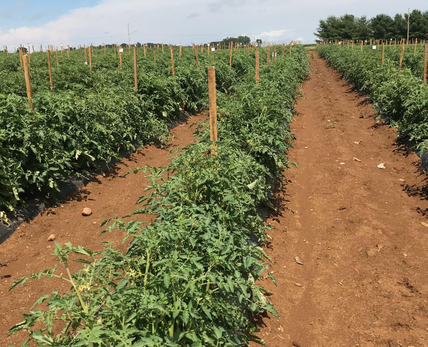 Row of tomato plants