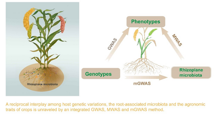 Associations between genotypes, agronomic phenotypes, and root-surface microbial composition