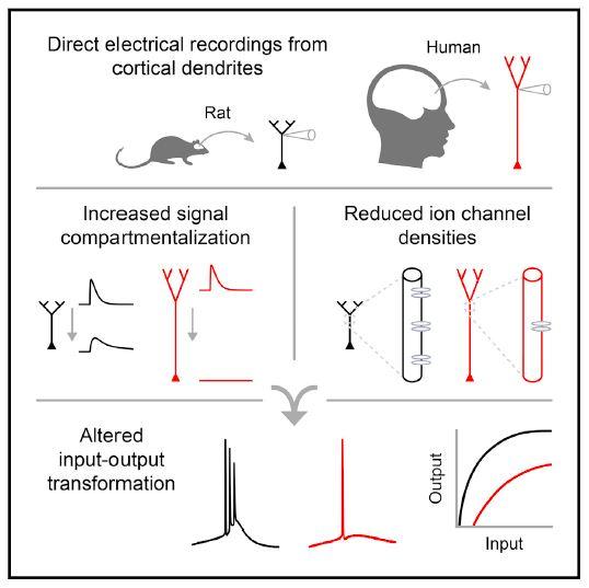 Human Neuron Graphical Abstract