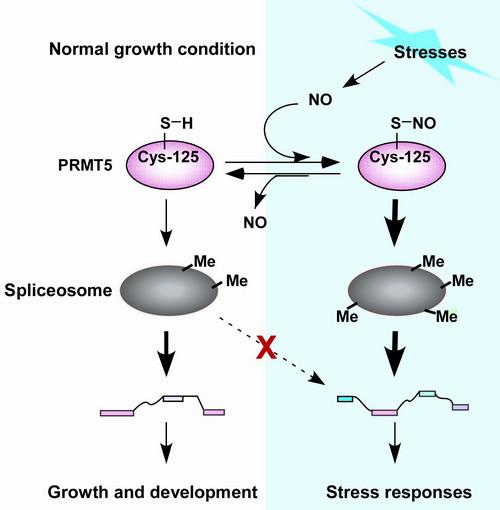 A Proposed Model of the NO-Mediated S-Nitrosylation of PRMT5 Regulates Stress Responses