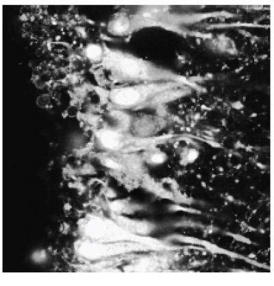 Rat Brain Tissue with TIVA Tag