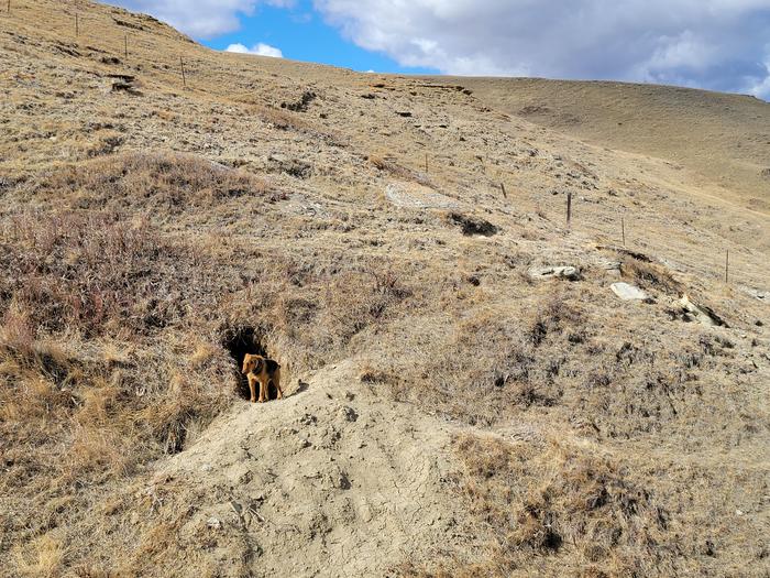 Bear dog searching for bear den