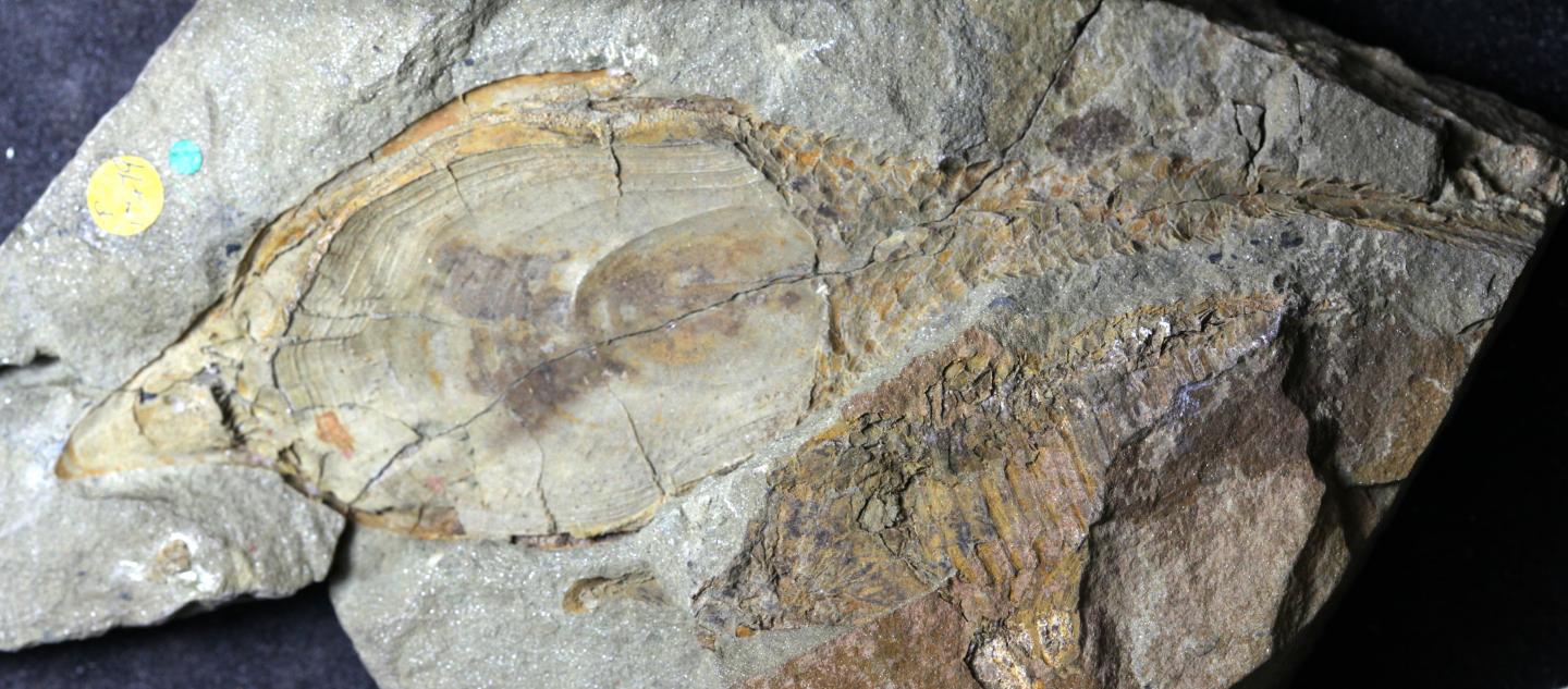 Jawless Fish Fossil