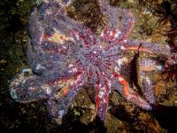 Sunflower Sea Star with Wasting Disease