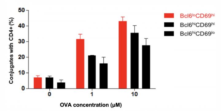 Fig.3 Binding Efficiency Between Germinal Center B Cells and Tfh Cells