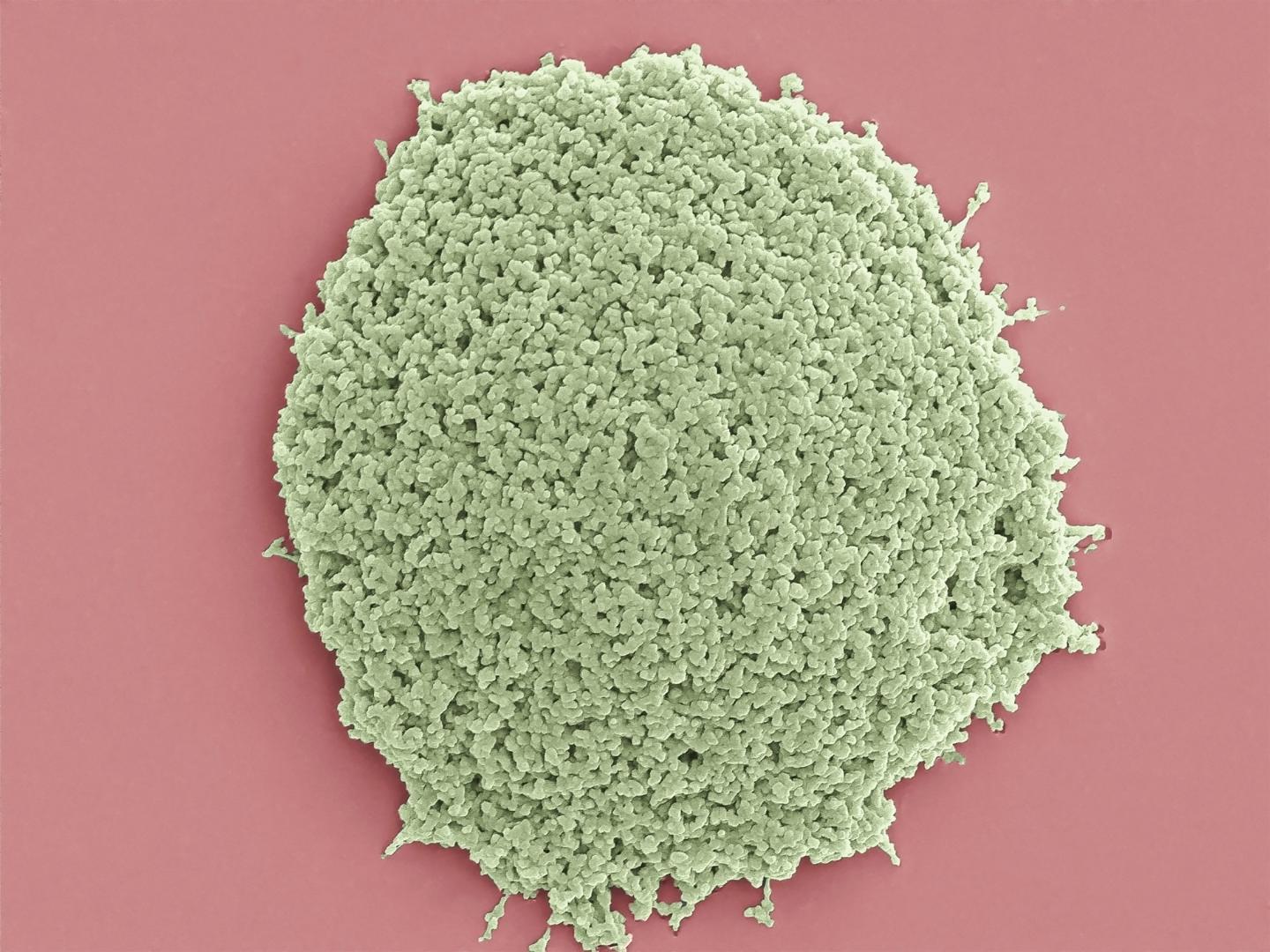 Electron Microscope Image