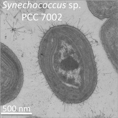 Decades-Old Conclusion about Energy-Making Pathway of Cyanobacteria is Corrected (2 of 2)
