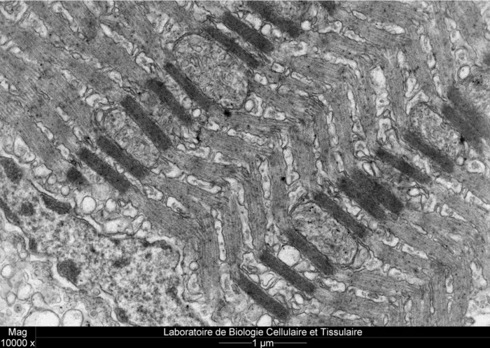 Longitudinal section illustrating the lattice-like configuration within the sonic muscle in Parophidion vassali.