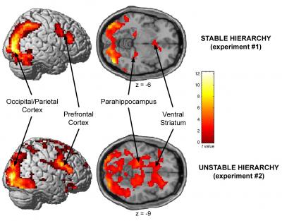 Superior-Inferior/Stable-Unstable Hierarchy