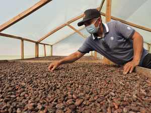 Drying cocoa beans