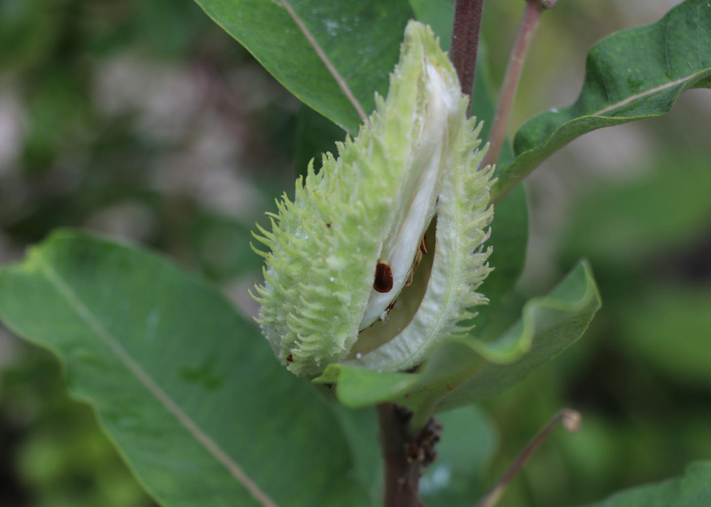 Milkweed Seed Pod