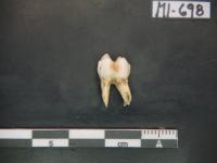 Fossil Tooth of a Macaque (Macaca Sp.)