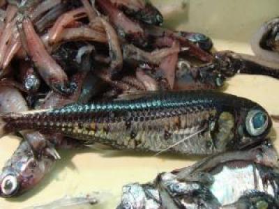 Sample of Some of the Open Ocean Prey