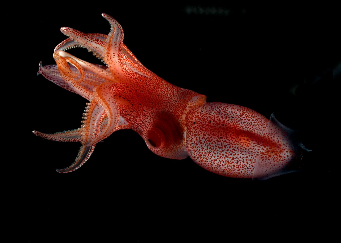 Cockeyed Squid <i>Histioteuthis heteropsis</i>