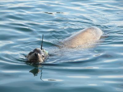 California Sea Lion