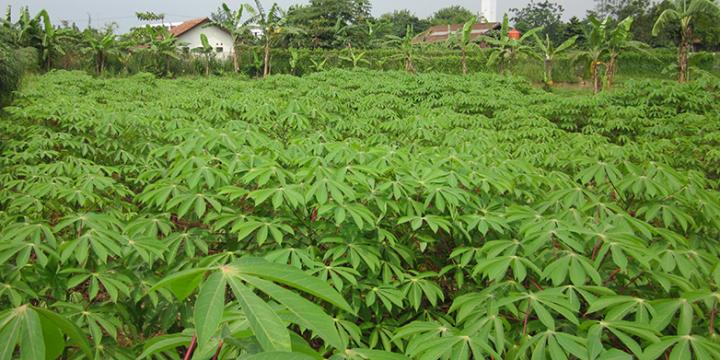 Cassava Field