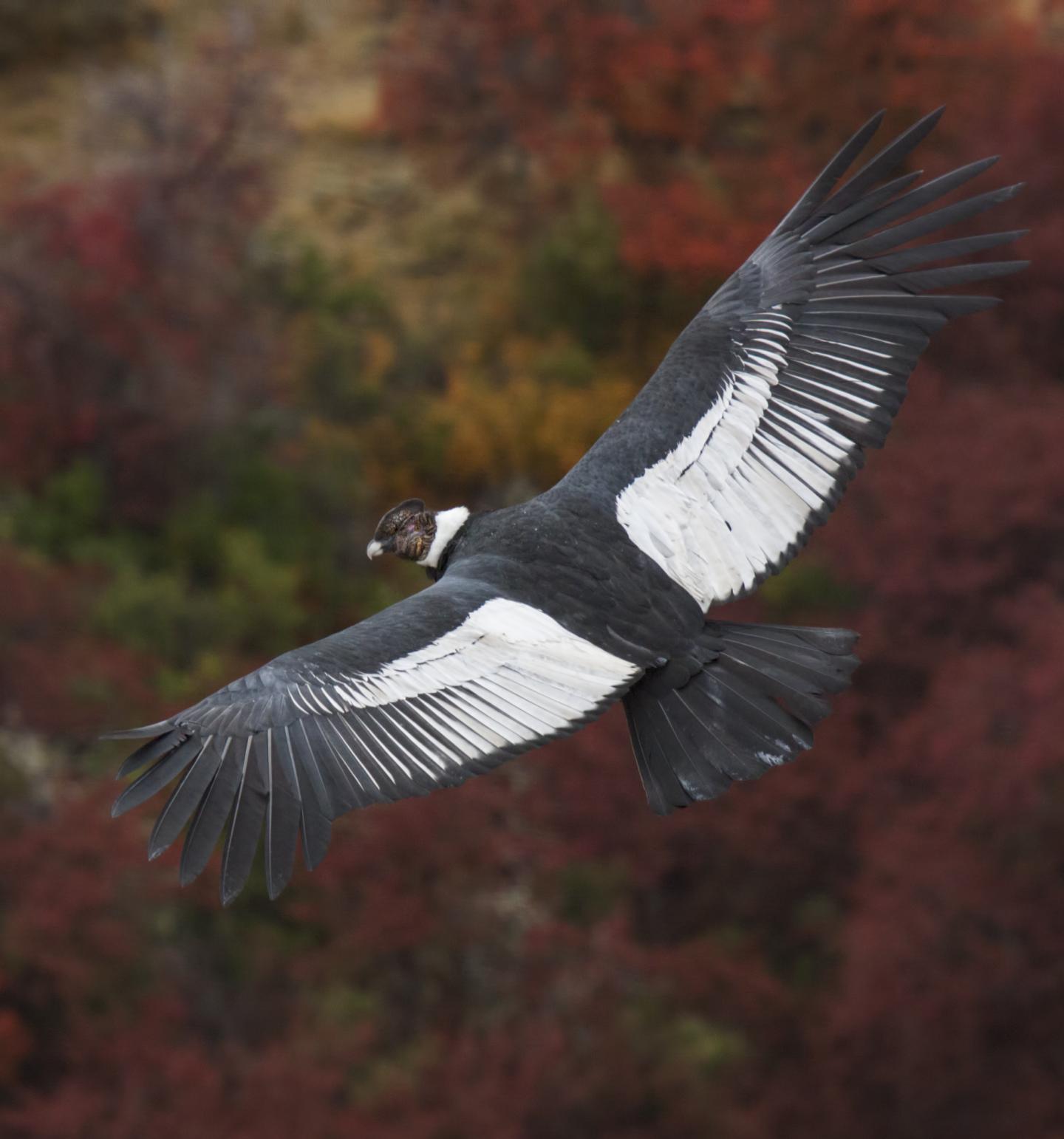 Andean Condor