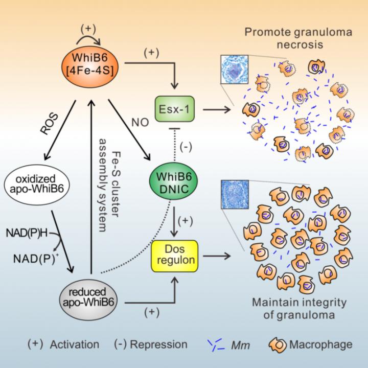 Chinese Researchers Reveal Redox Sensor Protein Role in Pathogenic Mycobacteria