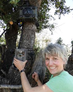 Liana Zanette setting up the camera trap and speaker system