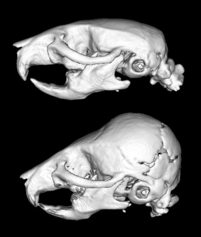 Skulls from Normal Mice and from Mice with a Cdh1 Deficiency