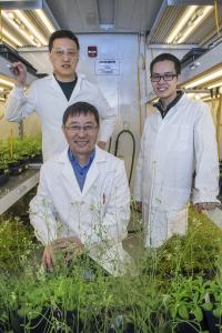 Scientists with <i>Arabidopsis</i> Plants