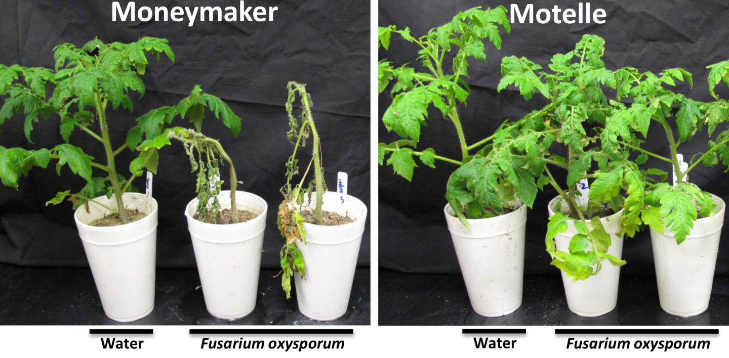 Tomato Cultivars